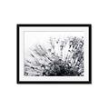 Picture of Dandilion bliss _GroupedProduct_Rectangle_Landscape_Photography _GroupedProduct_Rectangle_Landscape_Framed_Matted_
