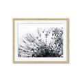 Picture of Dandilion bliss _GroupedProduct_Rectangle_Landscape_Photography _GroupedProduct_Rectangle_Landscape_Framed_Matted_