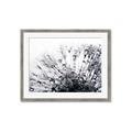 Picture of Dandilion bliss _GroupedProduct_Rectangle_Landscape_Photography _GroupedProduct_Rectangle_Landscape_Framed_Matted_