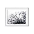 Picture of Dandilion bliss _GroupedProduct_Rectangle_Landscape_Photography _GroupedProduct_Rectangle_Landscape_Framed_Matted_