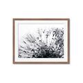 Picture of Dandilion bliss _GroupedProduct_Rectangle_Landscape_Photography _GroupedProduct_Rectangle_Landscape_Framed_Matted_