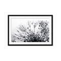 Picture of Dandilion bliss _GroupedProduct_Rectangle_Landscape_Photography _GroupedProduct_Rectangle_Landscape_Framed_Matted_