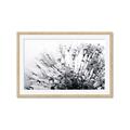 Picture of Dandilion bliss _GroupedProduct_Rectangle_Landscape_Photography _GroupedProduct_Rectangle_Landscape_Framed_Matted_