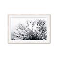 Picture of Dandilion bliss _GroupedProduct_Rectangle_Landscape_Photography _GroupedProduct_Rectangle_Landscape_Framed_Matted_