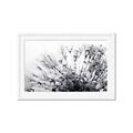 Picture of Dandilion bliss _GroupedProduct_Rectangle_Landscape_Photography _GroupedProduct_Rectangle_Landscape_Framed_Matted_