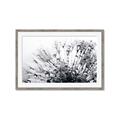 Picture of Dandilion bliss _GroupedProduct_Rectangle_Landscape_Photography _GroupedProduct_Rectangle_Landscape_Framed_Matted_