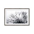 Picture of Dandilion bliss _GroupedProduct_Rectangle_Landscape_Photography _GroupedProduct_Rectangle_Landscape_Framed_Matted_