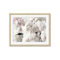Picture of Fluffy Florals _GroupedProduct_Rectangle_Landscape_Photography _GroupedProduct_Rectangle_Landscape_Framed_Matted_