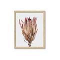 Picture of Dried Flower II _GroupedProduct_Rectangle_Portrait_Photography _GroupedProduct_Rectangle_Portrait_Framed_Matted_