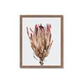 Picture of Dried Flower II _GroupedProduct_Rectangle_Portrait_Photography _GroupedProduct_Rectangle_Portrait_Framed_Matted_