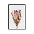 Picture of Dried Flower II _GroupedProduct_Rectangle_Portrait_Photography _GroupedProduct_Rectangle_Portrait_Framed_Matted_
