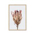 Picture of Dried Flower II _GroupedProduct_Rectangle_Portrait_Photography _GroupedProduct_Rectangle_Portrait_Framed_Matted_