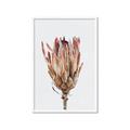 Picture of Dried Flower II _GroupedProduct_Rectangle_Portrait_Photography _GroupedProduct_Rectangle_Portrait_Framed_Matted_