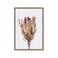Picture of Dried Flower II _GroupedProduct_Rectangle_Portrait_Photography _GroupedProduct_Rectangle_Portrait_Framed_Matted_