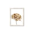 Picture of Dried Hydrangea _GroupedProduct_Rectangle_Portrait_Photography _GroupedProduct_Rectangle_Portrait_Framed_Matted_
