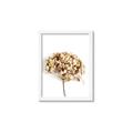 Picture of Dried Hydrangea _GroupedProduct_Rectangle_Portrait_Photography _GroupedProduct_Rectangle_Portrait_Framed_Matted_