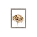 Picture of Dried Hydrangea _GroupedProduct_Rectangle_Portrait_Photography _GroupedProduct_Rectangle_Portrait_Framed_Matted_