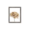 Picture of Dried Hydrangea _GroupedProduct_Rectangle_Portrait_Photography _GroupedProduct_Rectangle_Portrait_Framed_Matted_