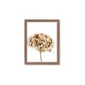 Picture of Dried Hydrangea _GroupedProduct_Rectangle_Portrait_Photography _GroupedProduct_Rectangle_Portrait_Framed_Matted_
