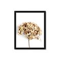 Picture of Dried Hydrangea _GroupedProduct_Rectangle_Portrait_Photography _GroupedProduct_Rectangle_Portrait_Framed_Matted_