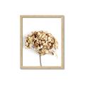 Picture of Dried Hydrangea _GroupedProduct_Rectangle_Portrait_Photography _GroupedProduct_Rectangle_Portrait_Framed_Matted_