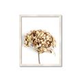 Picture of Dried Hydrangea _GroupedProduct_Rectangle_Portrait_Photography _GroupedProduct_Rectangle_Portrait_Framed_Matted_