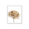 Picture of Dried Hydrangea _GroupedProduct_Rectangle_Portrait_Photography _GroupedProduct_Rectangle_Portrait_Framed_Matted_