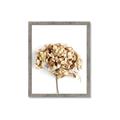 Picture of Dried Hydrangea _GroupedProduct_Rectangle_Portrait_Photography _GroupedProduct_Rectangle_Portrait_Framed_Matted_
