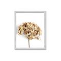 Picture of Dried Hydrangea _GroupedProduct_Rectangle_Portrait_Photography _GroupedProduct_Rectangle_Portrait_Framed_Matted_