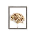 Picture of Dried Hydrangea _GroupedProduct_Rectangle_Portrait_Photography _GroupedProduct_Rectangle_Portrait_Framed_Matted_