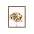Picture of Dried Hydrangea _GroupedProduct_Rectangle_Portrait_Photography _GroupedProduct_Rectangle_Portrait_Framed_Matted_