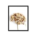 Picture of Dried Hydrangea _GroupedProduct_Rectangle_Portrait_Photography _GroupedProduct_Rectangle_Portrait_Framed_Matted_
