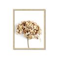 Picture of Dried Hydrangea _GroupedProduct_Rectangle_Portrait_Photography _GroupedProduct_Rectangle_Portrait_Framed_Matted_