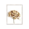 Picture of Dried Hydrangea _GroupedProduct_Rectangle_Portrait_Photography _GroupedProduct_Rectangle_Portrait_Framed_Matted_