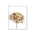 Picture of Dried Hydrangea _GroupedProduct_Rectangle_Portrait_Photography _GroupedProduct_Rectangle_Portrait_Framed_Matted_