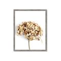 Picture of Dried Hydrangea _GroupedProduct_Rectangle_Portrait_Photography _GroupedProduct_Rectangle_Portrait_Framed_Matted_