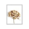 Picture of Dried Hydrangea _GroupedProduct_Rectangle_Portrait_Photography _GroupedProduct_Rectangle_Portrait_Framed_Matted_
