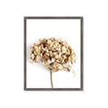 Picture of Dried Hydrangea _GroupedProduct_Rectangle_Portrait_Photography _GroupedProduct_Rectangle_Portrait_Framed_Matted_
