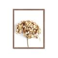 Picture of Dried Hydrangea _GroupedProduct_Rectangle_Portrait_Photography _GroupedProduct_Rectangle_Portrait_Framed_Matted_