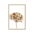Picture of Dried Hydrangea _GroupedProduct_Rectangle_Portrait_Photography _GroupedProduct_Rectangle_Portrait_Framed_Matted_