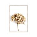 Picture of Dried Hydrangea _GroupedProduct_Rectangle_Portrait_Photography _GroupedProduct_Rectangle_Portrait_Framed_Matted_