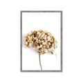 Picture of Dried Hydrangea _GroupedProduct_Rectangle_Portrait_Photography _GroupedProduct_Rectangle_Portrait_Framed_Matted_