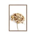 Picture of Dried Hydrangea _GroupedProduct_Rectangle_Portrait_Photography _GroupedProduct_Rectangle_Portrait_Framed_Matted_