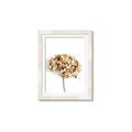 Picture of Dried Hydrangea _GroupedProduct_Rectangle_Portrait_Photography _GroupedProduct_Rectangle_Portrait_Framed_Matted_