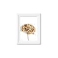 Picture of Dried Hydrangea _GroupedProduct_Rectangle_Portrait_Photography _GroupedProduct_Rectangle_Portrait_Framed_Matted_