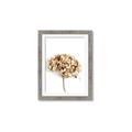 Picture of Dried Hydrangea _GroupedProduct_Rectangle_Portrait_Photography _GroupedProduct_Rectangle_Portrait_Framed_Matted_