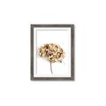 Picture of Dried Hydrangea _GroupedProduct_Rectangle_Portrait_Photography _GroupedProduct_Rectangle_Portrait_Framed_Matted_