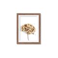 Picture of Dried Hydrangea _GroupedProduct_Rectangle_Portrait_Photography _GroupedProduct_Rectangle_Portrait_Framed_Matted_