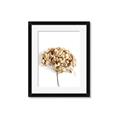 Picture of Dried Hydrangea _GroupedProduct_Rectangle_Portrait_Photography _GroupedProduct_Rectangle_Portrait_Framed_Matted_