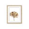 Picture of Dried Hydrangea _GroupedProduct_Rectangle_Portrait_Photography _GroupedProduct_Rectangle_Portrait_Framed_Matted_